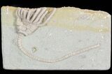 Bargain Macrocrinus Crinoid Fossil - Crawfordsville, Indiana #48425-2